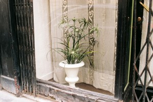 plant-window2.jpg
